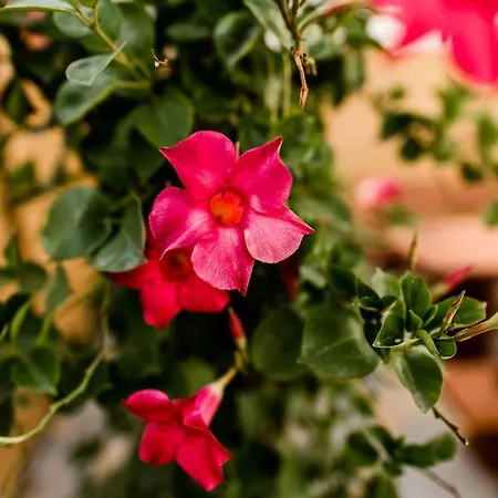 Сasa de vacaciones Rosenchalet *