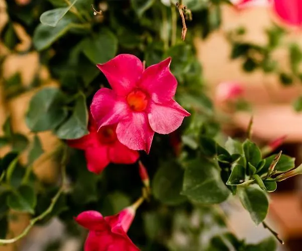 Casa de Férias Rosenchalet *